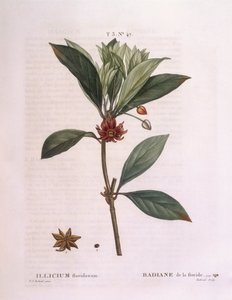 フロリダのアニスの木（Illicium floridanum）、Henry Louis Duhamel du Monceau、Pierre Joseph Redoutéによる植物画プレート 作： Pierre Joseph Redouté