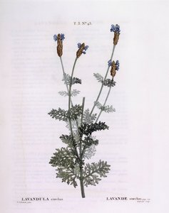 フランスのラベンダー（Lavandula stoechas）、Henry Louis Duhamel du Monceau、Pierre Joseph Redoutéの植物画プレート 作： Pierre Joseph Redouté