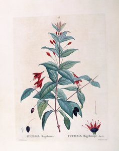 フクシア（Fuchsia magellanica）、Henry Louis Duhamel du Monceau、Pierre Joseph Redoutéによるボタニカルプレート 作： Pierre Joseph Redouté