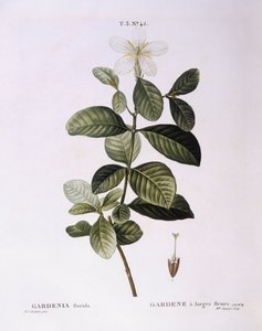 クチナシ（Gardenia florida）、Henry Louis Duhamel du Monceau、Pierre Joseph Redoutéによる植物画プレート 作： Pierre Joseph Redouté