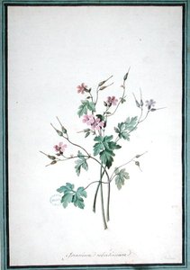 ゼラニウム・ロベルティアーヌム（水彩画） 作： Pierre Joseph Redouté