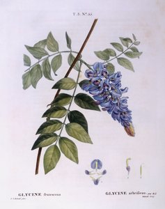Glycine（Glycine frutescens）、Henry Louis Duhamel du Monceau、Pierre Joseph Redoutéによる植物画プレート