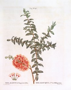 ヒヨドリバナ（Melaleuca hypericifolia）、Henry Louis Duhamel du Monceau、Pierre Joseph Redoutéによるボタニカルプレート 作： Pierre Joseph Redouté