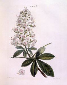 セイヨウトチノキ（Aesculus hippocastanum）、Henry Louis Duhamel du Monceau、Pierre Joseph Redoutéによる植物図版 作： Pierre Joseph Redouté
