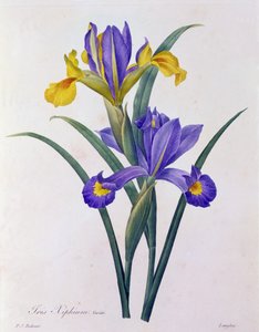 Iris Xiphium (カラー彫刻) 作： Pierre Joseph Redouté