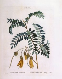 コウガイ（Sophora tetraptera or Edwardsia grandiflora）、Henry Louis Duhamel du Monceau、Pierre Joseph Redoutéによる植物画プレート 作： Pierre Joseph Redouté