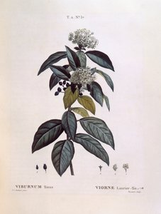 Laurustinus（Viburnum tinus）、Henry Louis Duhamel du Monceau、Pierre Joseph Redoutéによる植物画プレート 作： Pierre Joseph Redouté