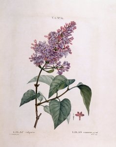 ライラック（Syringa vulgaris）、Henry Louis Duhamel du Monceau、Pierre Joseph Redoutéによるボタニカルプレート 作： Pierre Joseph Redouté