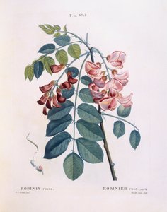 イナゴ（Robinia rosea）、Henry Louis Duhamel du Monceau、Pierre Joseph Redoutéによる植物画プレート