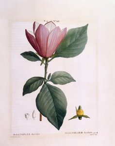 マグノリア（木蓮の変色）、Henry Louis Duhamel du Monceau、Pierre Joseph Redouté作のボタニカルプレート 作： Pierre Joseph Redouté