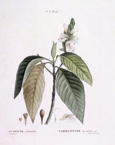 マラバルナッツ（Justicia adhatoda）、Henry Louis Duhamel du Monceau、Pierre Joseph Redoutéによるボタニカルプレート 作： Pierre Joseph Redouté