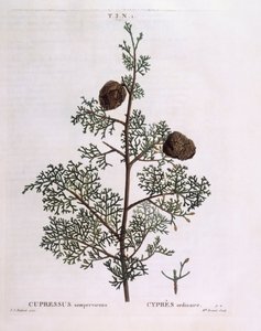 地中海ヒノキ（Cupressus sempervirens）、Henry Louis Duhamel du Monceau、Pierre Joseph Redoutéによる植物画プレート 作： Pierre Joseph Redouté