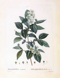 モックオレンジ（Philadelphus coronarius）、Henry Louis Duhamel du Monceau、Pierre Joseph Redoutéによる植物画プレート 作： Pierre Joseph Redouté