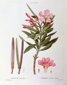 キョウチクトウ（Nerium oleander）、Henry Louis Duhamel du Monceau、Pierre Joseph Redoutéによる植物画プレート 作： Pierre Joseph Redouté