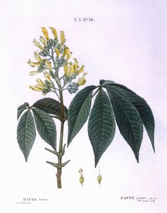 Pavia lutea Henry Louis Duhamel du Monceau、Pierre Joseph Redoutéによるボタニカルプレート