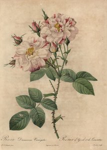 ピンクと白のダマスクローズ（Rosa damascena 作： Pierre Joseph Redouté