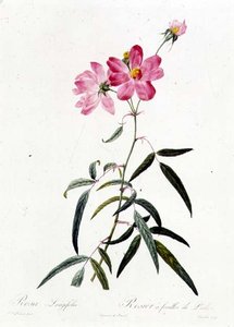 ロサ・ロンギフォリア 作： Pierre Joseph Redouté
