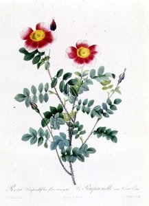 ピンクラパ 作： Pierre Joseph Redouté