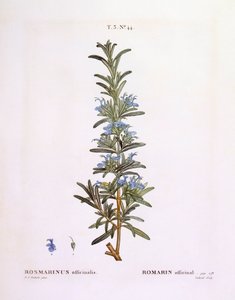 ローズマリー（Rosmarinus officinalis）、Henry Louis Duhamel du Monceau、Pierre Joseph Redoutéによる植物画プレート 作： Pierre Joseph Redouté
