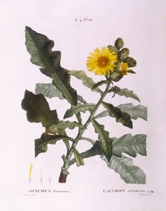 アザミ（Sonchus fruticosus）、Henry Louis Duhamel du Monceau、Pierre Joseph Redoutéによる植物画プレート 作： Pierre Joseph Redouté