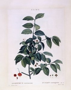 スピンドル（Euonymus verrucosus）、Henry Louis Duhamel du Monceau、Pierre Joseph Redoutéによる植物画プレート 作： Pierre Joseph Redouté