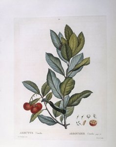 イチゴの木（Arbutus unedo）、Henry Louis Duhamel du Monceau、Pierre Joseph Redoutéによるボタニカルプレート 作： Pierre Joseph Redouté