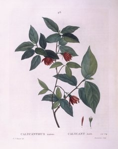Sweetshrub（Calycanthus nanus）、Henry Louis Duhamel du Monceau、Pierre Joseph Redoutéによるボタニカルプレート 作： Pierre Joseph Redouté