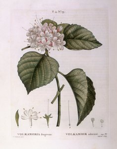 Volkameria fragrans Henry Louis Duhamel du Monceau、Pierre Joseph Redoutéによる植物図版