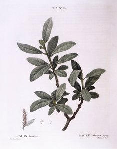 ヤナギ（Salix lanata）、Henry Louis Duhamel du Monceau、Pierre Joseph Redoutéによる植物画プレート 作： Pierre Joseph Redouté