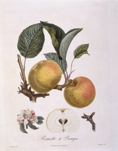 リンゴ（Malus domestica）、ブルゴーニュ品種 Henry Louis Duhamel du Monceau、Pierre Antoine Poiteauによる植物画プレート 作： Pierre Antoine (after) Poiteau