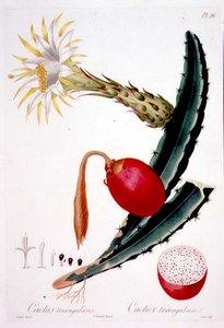 Cactus Triangularis、「Flore des Antilles」第 4 巻のプレート 26、Francois Richard Tussac 著、1808-27 年発行 作： Pierre Antoine (after) Poiteau