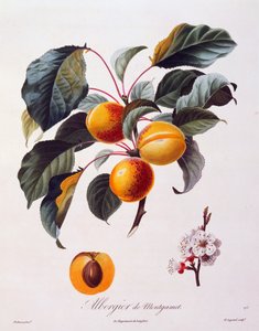 アプリコットの果実と花 アルベルジェ・ド・モンガメット 1846年頃 ピエール＝アントワーヌ・ポワトーによる彩色画 フランス・ポモルギーフランセ社所蔵 作： Pierre Antoine (after) Poiteau