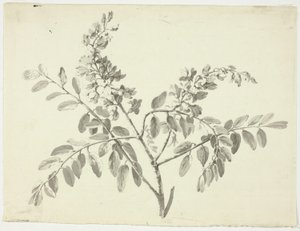 花咲く枝 作： Pierre Antoine Mongin