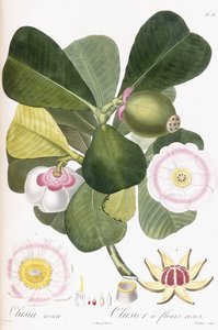 クルーシアロゼア、ピンクの花のクルージャー、1808年から1828年 作： Pierre Antoine Poiteau