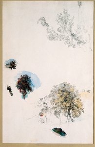樹木の研究
