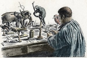 剥製術: 彼のワークショップで剥製師が剥製動物を剥製 エクスカーションからの彫刻 a travers les metiers」 by Pierre Calmette Collection privee