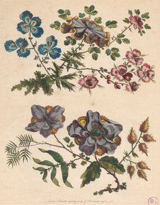 想像上の花の 2 つのスプレー 作： Pierre Charles Canot