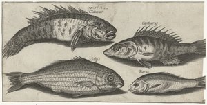 ボーグ、パーチ、ガジョン、そして未知の魚 釣り（連載タイトル） Piscivm vivae アイコン (シリーズ タイトル) 作： Pierre Firens