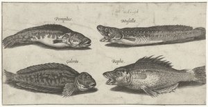 フォークタラ、ハタ、ツノブレニー、黒魚 釣り（連載タイトル） Piscivm vivae アイコン (シリーズ タイトル) 作： Pierre Firens