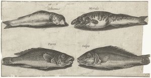 ハゼ、ハゼ、ホワイティング、その他の魚 釣り（連載タイトル） Piscivm vivae アイコン (シリーズ タイトル) 作： Pierre Firens