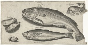 タラ、ホワイティング、イルカ、貝殻 釣り（連載タイトル） Piscium v​​ivae アイコン (シリーズ タイトル) 作： Pierre Firens