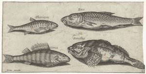 コイ、ミノー、ナマズ、パーチ 釣り（連載タイトル） Piscium v​​ivae アイコン (シリーズ タイトル) 作： Pierre Firens