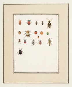 カブトムシ、1755〜65年頃（紙に水彩） 作： Pierre Francois Ledoulx