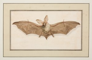 茶色の耳の長いコウモリ、1755〜65年頃（紙に水彩） 作： Pierre Francois Ledoulx