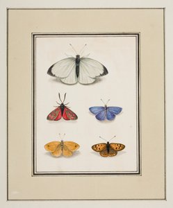 蝶、1755〜65年頃（紙に水彩） 作： Pierre Francois Ledoulx