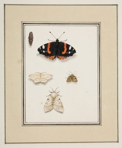 Borboletas, c.1755-65 (aquarela sobre papel) 作： Pierre Francois Ledoulx