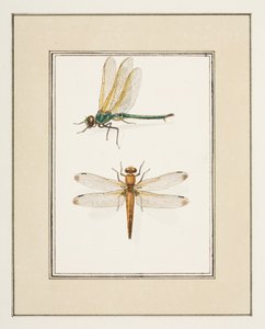 トンボ、1755～65年頃（紙に水彩） 作： Pierre Francois Ledoulx
