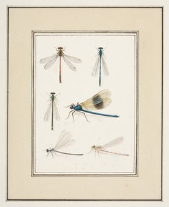 トンボ、1755～65年頃（紙に水彩） 作： Pierre Francois Ledoulx