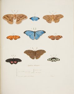 外国の蝶、1755〜65年頃（紙に水彩） 作： Pierre Francois Ledoulx