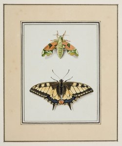 オオスカシバと旧世界のアゲハチョウ、1755〜65年頃（紙に水彩） 作： Pierre Francois Ledoulx